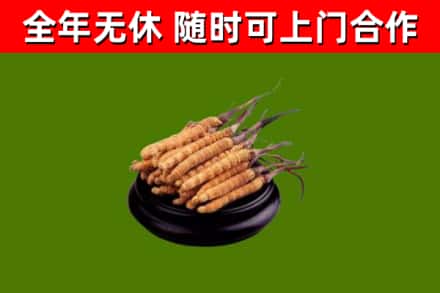 曾都回收冬虫夏草